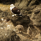 Pacific Gull (with chicks)