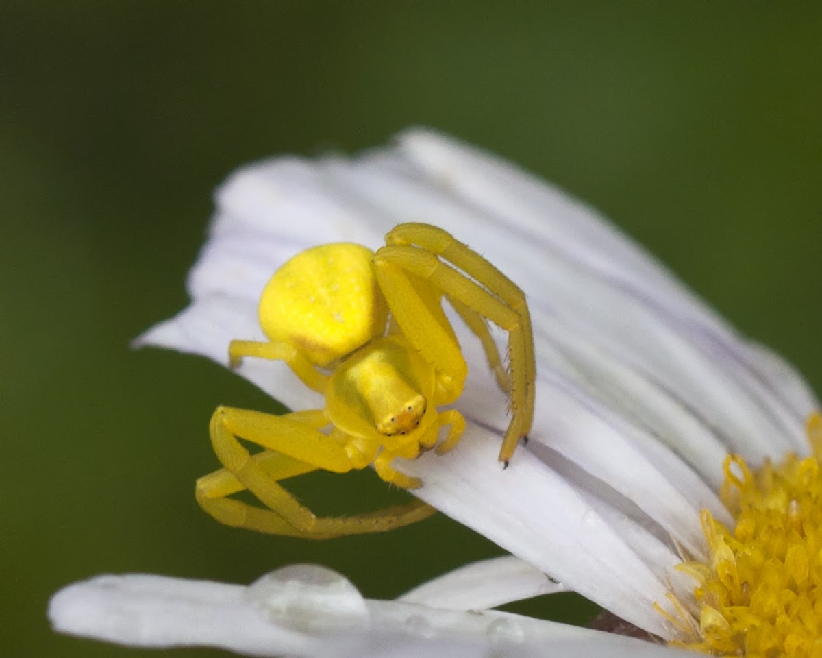 flower crab spider