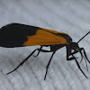 Black and Yellow Lichen Moth