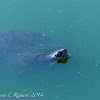 Red-eared slider