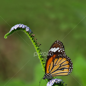 by Sulakkhana Chamara - Animals Insects & Spiders