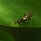 Unknown Ichneumon Wasp