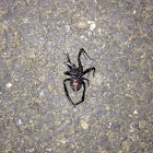 Black widow spider