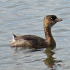 Pied-billed Grebe