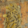 covered cell mud-dauber wasp nest
