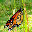 Monarch Butterfly