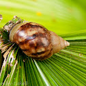 Giant African Land Snail