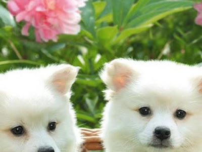 [無料ダウンロード！ √] 壁紙 可愛い 犬 画像 267042