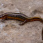 Two-lined salamander