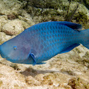 Blue Parrotfish