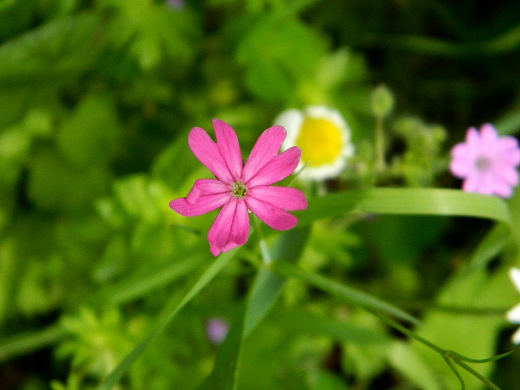 Hot pink Silene wildflower