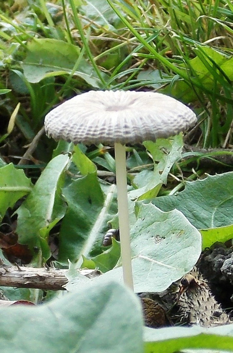 Japanese Umbrella Inky Project Noah