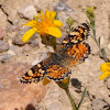 Field Crescent Butterfly