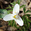 Six petals Wood anemone / Šumarice 6 latica
