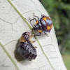Predatory stink bug nymph eating beetle larva