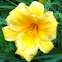 Yellow Dwarf Lily