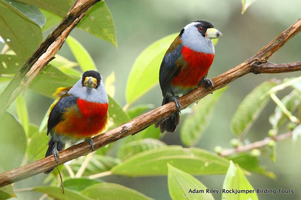 Toucan Barbet