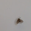 Moth flies (or drain flies)