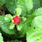 Mock strawberry or Snake berry