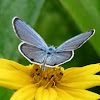 Ceranus blue butterfly
