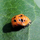 Lady Bug Chysalis