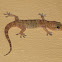 Moorish Wall Gecko