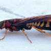 Horntail (female)