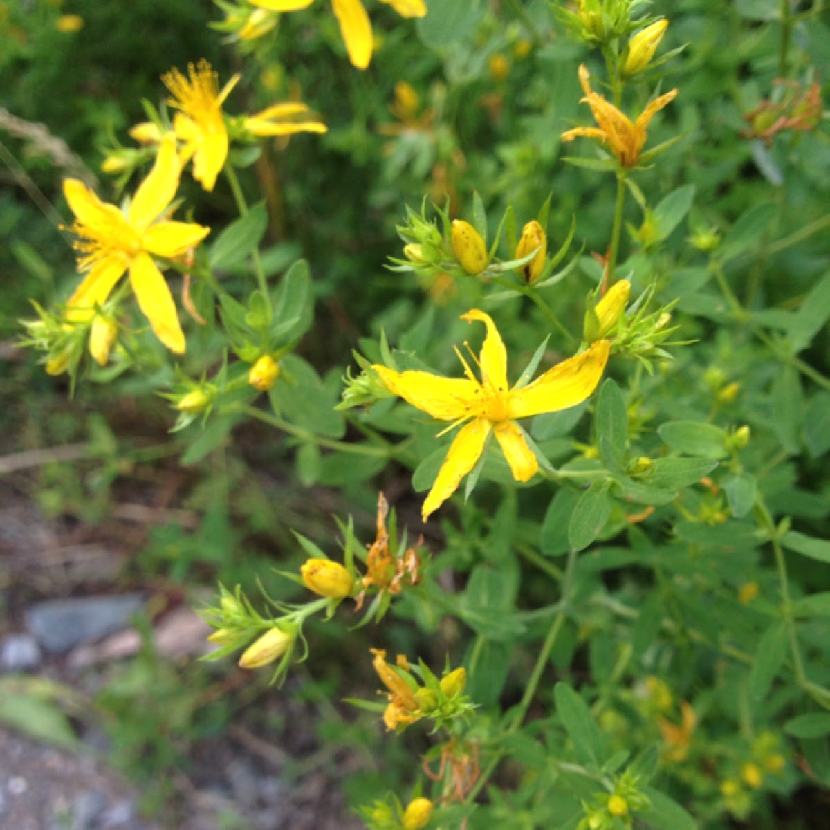 St. John's Wort