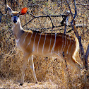 Nyala