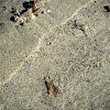Sand bubbler crab
