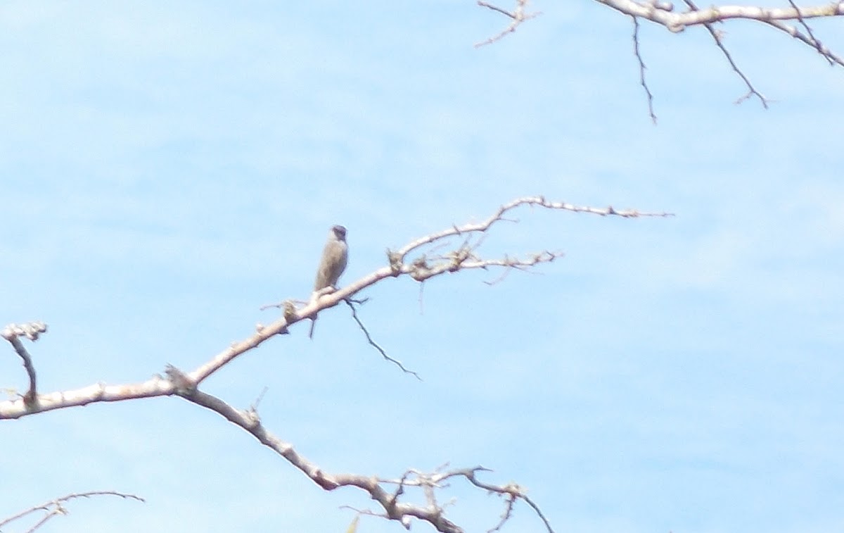 Tyrant or Flycatcher maybe?