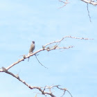 Tyrant or Flycatcher maybe?