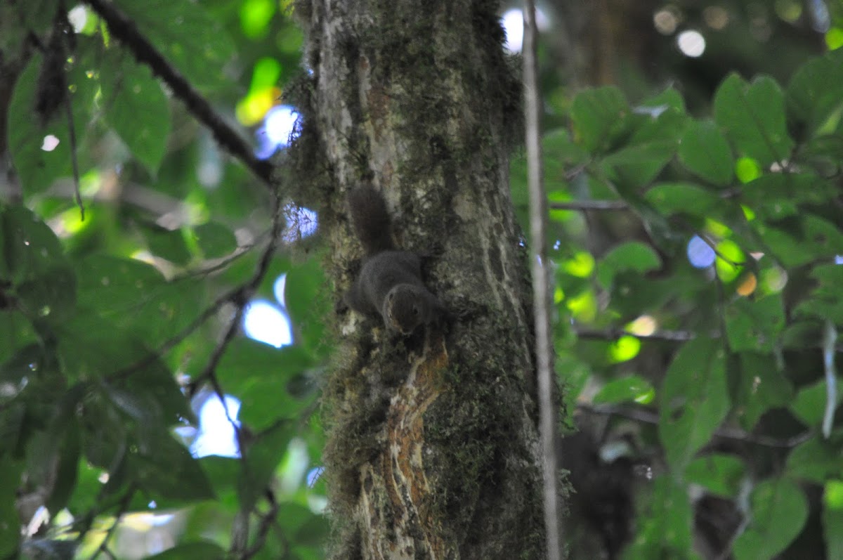 Central American Dwarf Squirrel