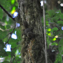Central American Dwarf Squirrel