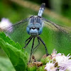 Ground Skimmer