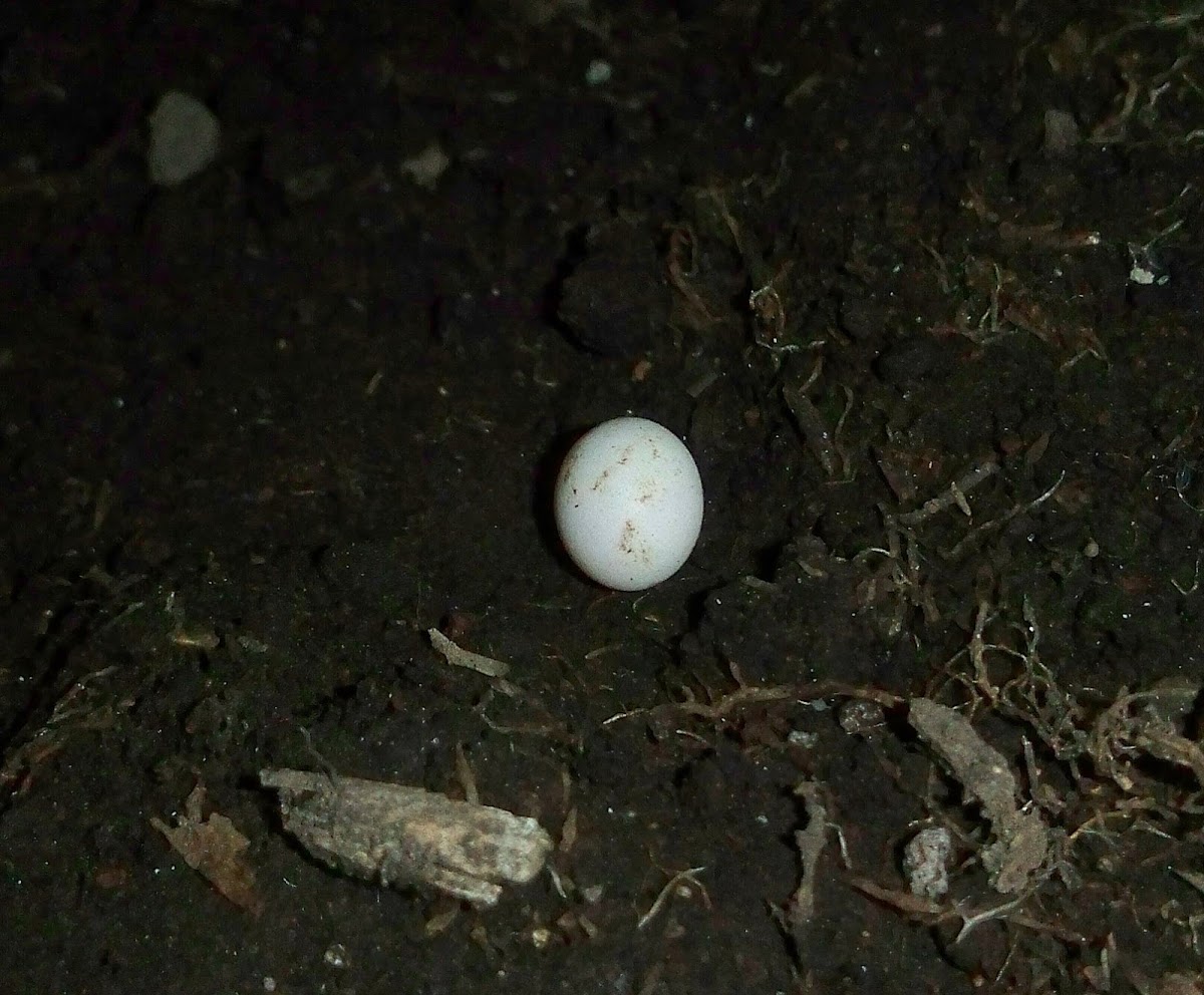 Lizard Egg