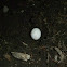 Lizard Egg