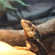 Frilled Lizard