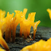 Fan-shaped jelly fungus