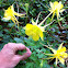 Texas Gold Columbine