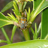 Colorful Jumping Spider (♀)