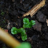 common liverwort or umbrella liverwort, Brunnenlebermoose