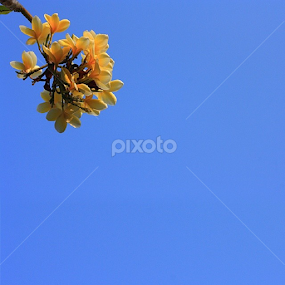 Bunga by Rully Kustiwa - Instagram & Mobile Android