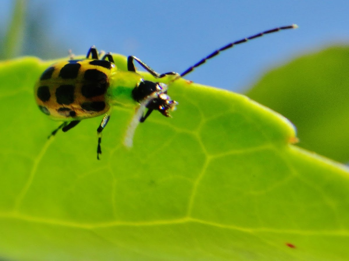 Spotted Cucumber Beetle