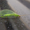 Golden-eyed lacewing