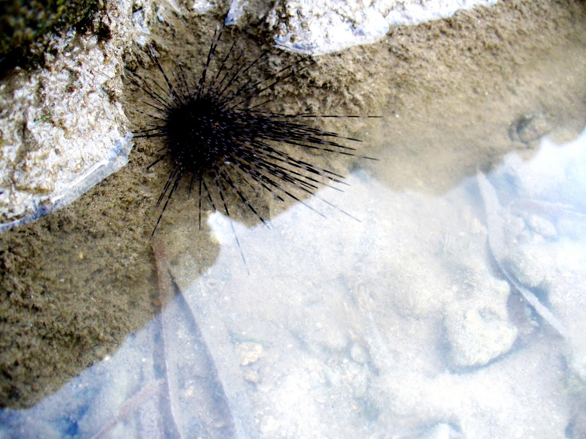 Long-spined black sea urchin