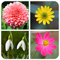 Flower Game icon