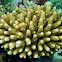 Branching Coral
