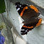 Red Admiral