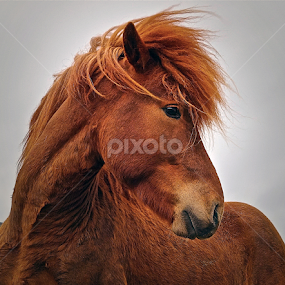 The Stallion by Kristján Karlsson - Animals Horses